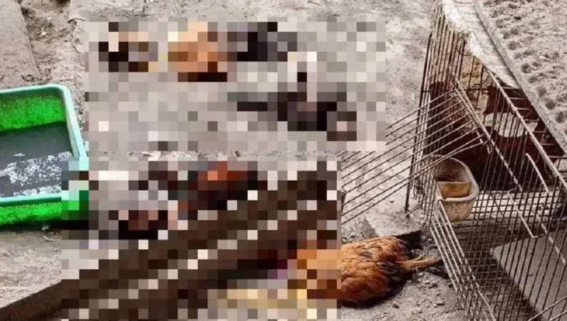 雞舍滅門！彰化動保志工報案37隻雞慘遭屠殺　懷疑流浪犬為禍首