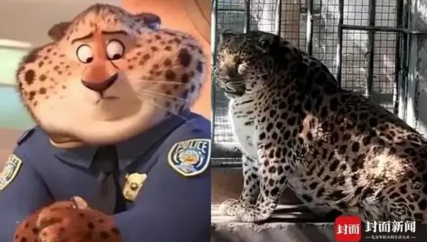 影/胖成「海豹」！金錢豹神似《動物方城市》洪金豹走紅　園方曝內情：年紀大鍛鍊少