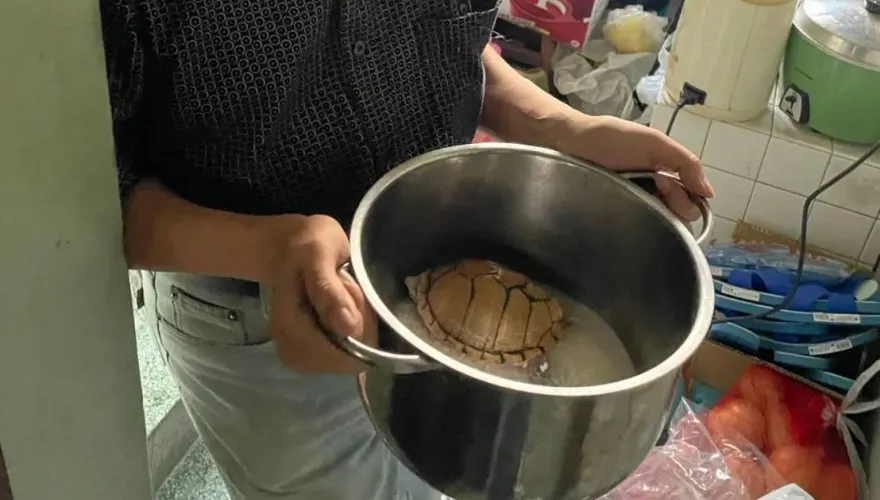 影/台南財運龜日光浴遭擄！警追到他家　電鍋準備做「龜燉飯」
