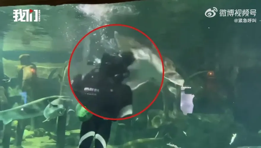 影/餓壞了！超巨鱘龍魚搶食突「張大嘴咬潛水員頭部」　遊客嚇呆驚呼