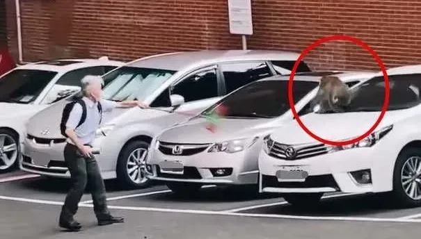 影/教授大戰猴子！拿掃把當武器「無敵迴旋轉」　網友讚爆：好強的臂力