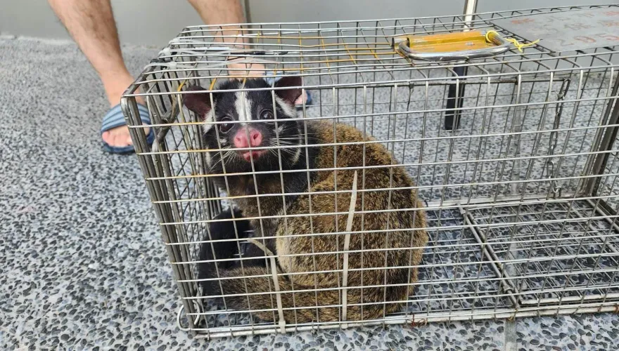 新北62件野生動物私闖民宅！去年逾半是白鼻心侵入　「1方法」解決