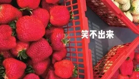 開心採草莓一秤重笑不出來…「3小籃要7900元」業者親揭原因