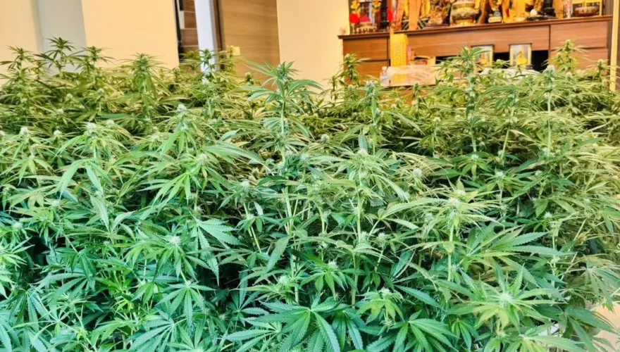 影/嘉義裝潢師花200萬赴泰深造「毒師」　關公神明廳種千萬大麻