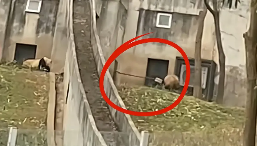 影/怎麼下得了手？拿鐵鍬猛敲貓熊　飼養員惹公憤下場曝光