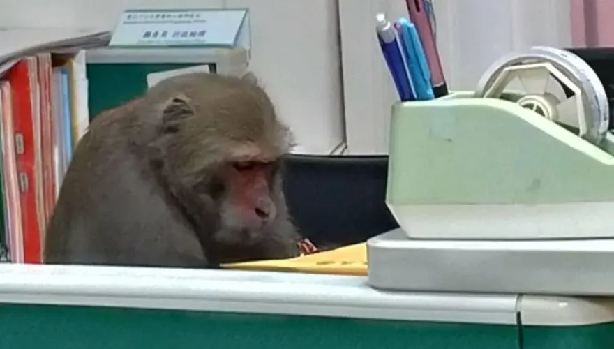 全台首創！學生遭獼猴搶劫可獲「被害補償金」　中山大學每餐最高賠100元