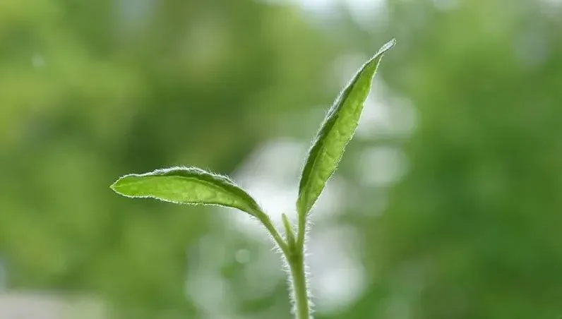 週三迎春分！12生肖上半年運勢曝光　這類人6月後恐有血光之災