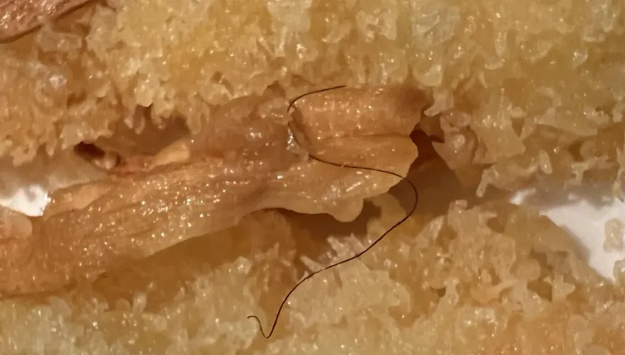 爆料找中天/吃到毛！知名餐廳炸牛蒡藏「體毛」　業者：客人取餐致異物混入