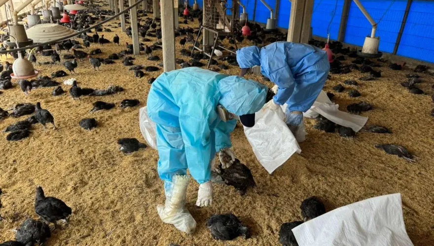 快訊/虎尾鎮土雞場爆H5N1禽流感疫情！撲殺1.1萬黑羽土雞