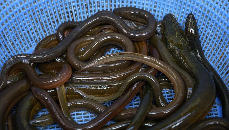 怎麼進去的？男子腹部劇痛疑有異物　醫師開刀竟夾出「30cm活鰻魚」