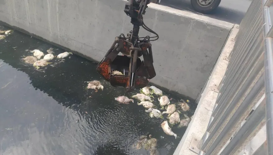 580鴨屍棄海堤、排水溝！大量覆蓋水面腫脹發惡臭　追元兇最重罰百萬