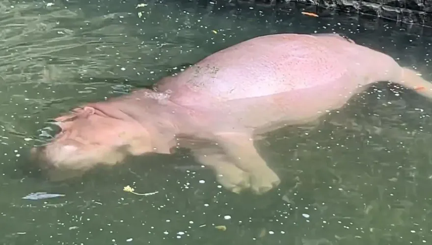 嚇死人！壽山動物園「漂浮河馬」側躺一動不動　網爆笑：差點助念