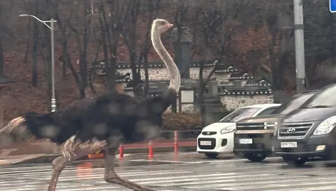 影/南韓鴕鳥大逃獄「車陣中狂奔」　被卡車撞上竟命大沒事