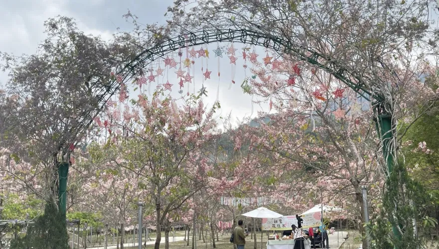 影/300株花旗木綻放！南化「蜜糖慶花季」3/31浪漫登場　上百攤位創歷年新高