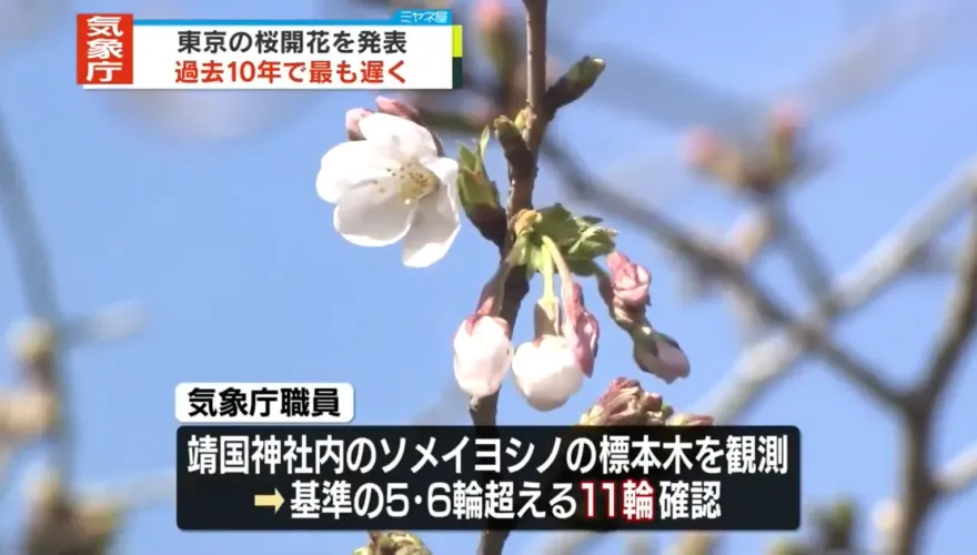 影/低溫花期大遲到！東京櫻花29日終於開了　創10年最晚