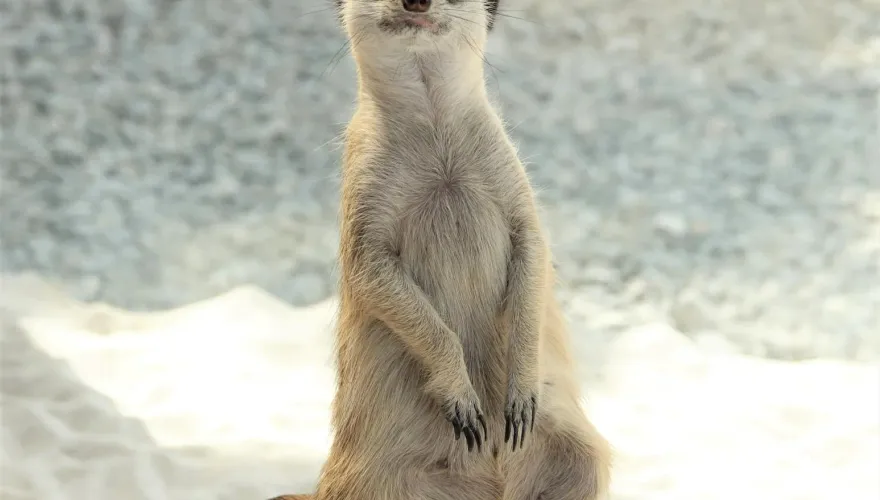 狐獴出沒！鹿爺爺農場「親近動物體驗」　兒童節假期好吃好玩