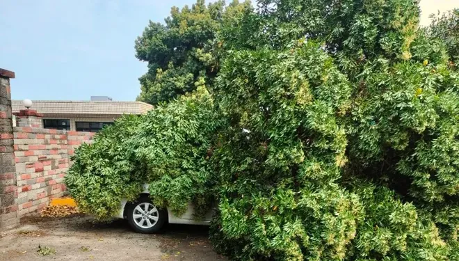 苗栗一早狂風暴雨！銅鑼中興工業區路樹突斷「壓壞2輛車」