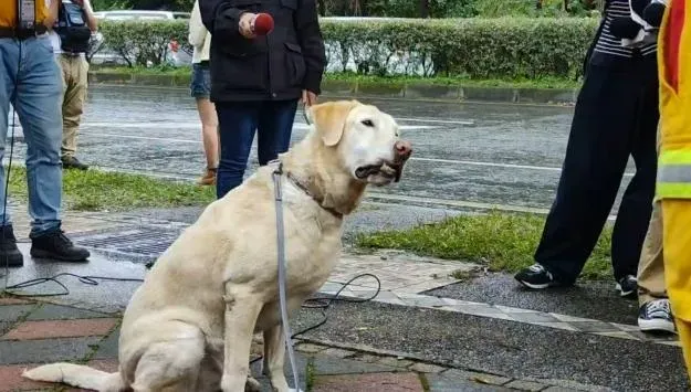 7.2強震撼全台/8歲搜救犬Roger立功！回頭聞2次尋獲第三具遺體　領犬員曝原因