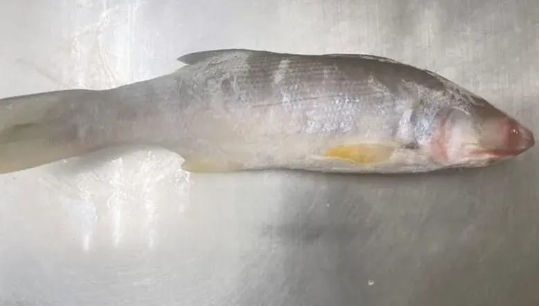 快訊/國產午仔魚出包！竟檢出「還原型孔雀綠」　屏衛生局開罰6萬