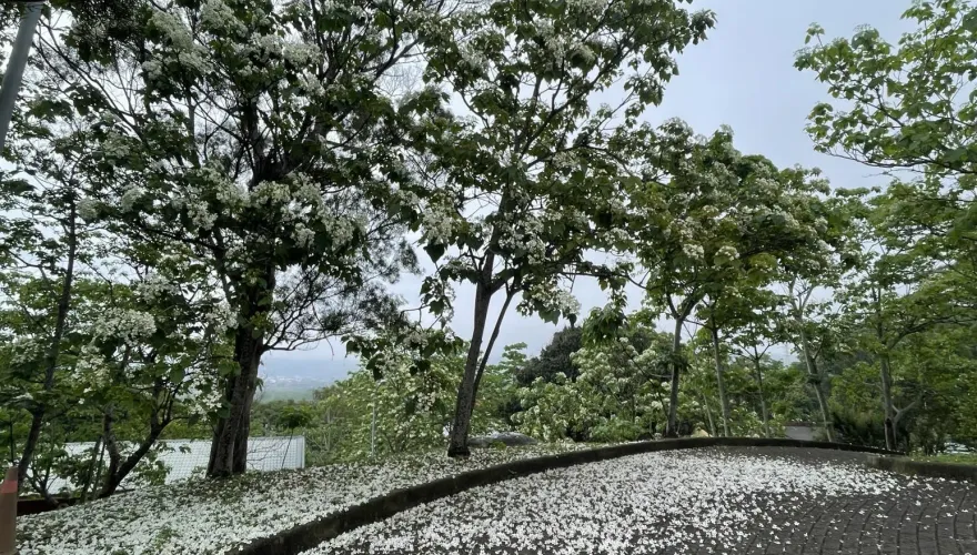 姜太公客家大院桐花盛開！ 「桐花王」、「桐花順」最搶鏡
