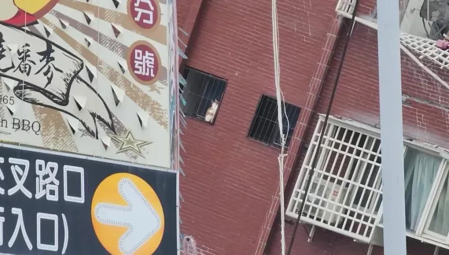 7.2強震撼全台/天王星窗台發現「白底橘色貓」　8樓飼主急奔現場…噴淚了