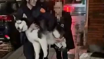 影/二哈陪主人北上探親！一個move跑好幾公里　腳受傷「被抱回」…罰綁牽繩