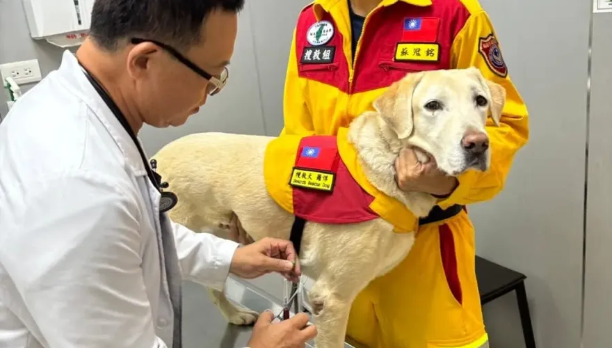 高雄4隻搜救犬任務結束！Roger健檢抽血「表情哀怨」　檢查結果曝