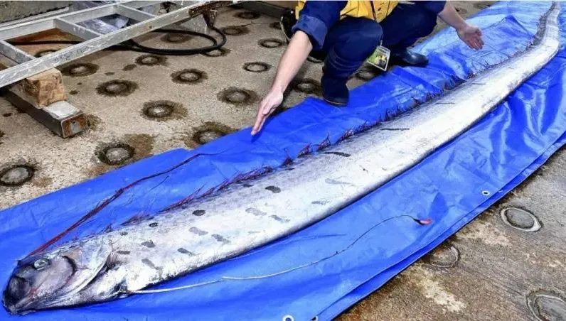 花蓮強震後！台東漁民捕獲「22.8kg超巨地震魚」　民眾喊：不要再地震了