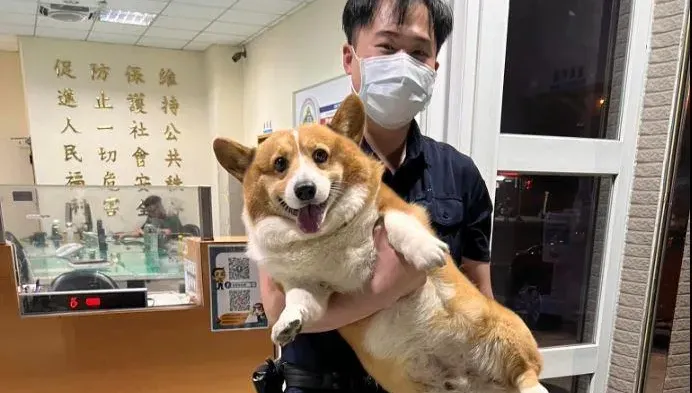 胖柯基迷路攔便車被送派出所！　警協尋公告曝「腿短搔不到頭」...飼主秒認出