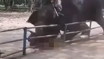 悚！孟加拉動物園大象突暴走　馴象師17歲兒遭重踩拋摔身亡