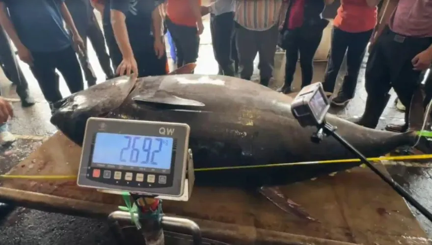 影/全國第一鮪！蘇澳「再發668號」捕獲269公斤黑鮪魚　創首次「連莊」紀錄