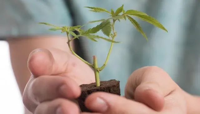 吸大麻恐造成「心血管疾病」！醫示警：對未成年腦部發育傷害甚大