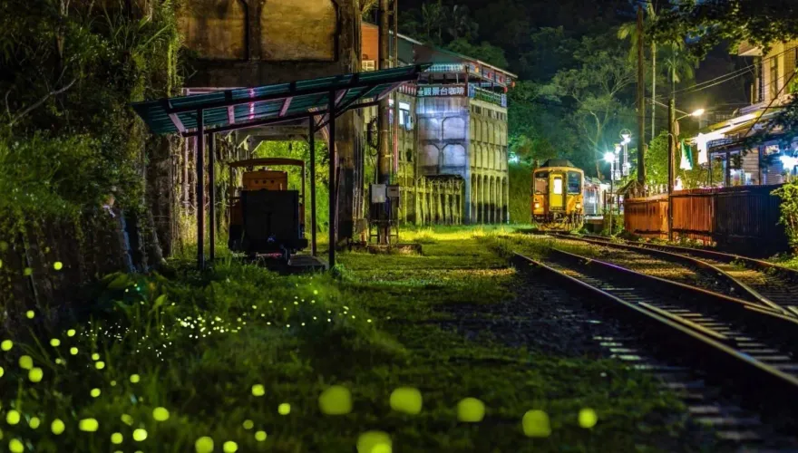 螢火蟲旺季來囉！新北「最佳賞螢地」攻略一次看　搭公車坐捷運就可到