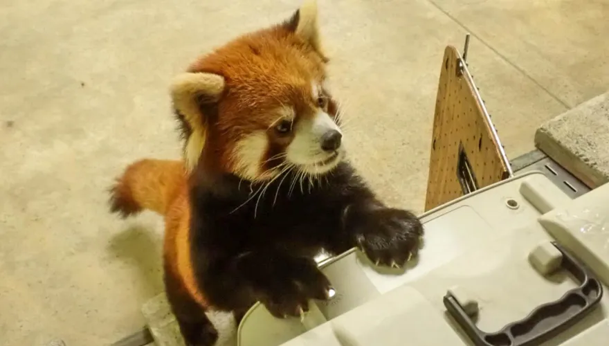 台北動物園小貓熊「可頌」到日本了！聰明沉穩不挑食　列入最佳相親名單