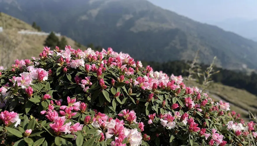 合歡山杜鵑花季登場！台14甲線4/11起「假日」高乘載管制
