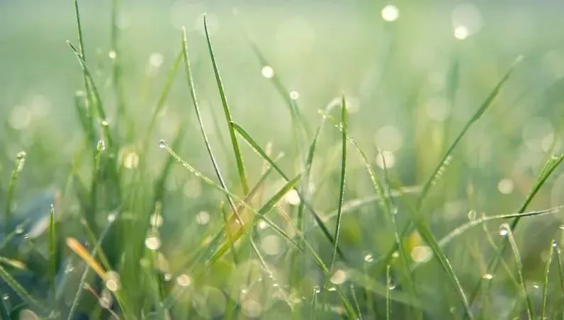 4/20穀雨禁忌曝！「4生肖」難逃血光之災：嚴重恐致死
