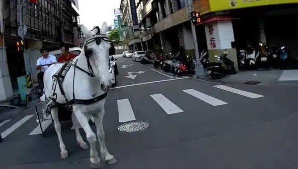 一生一次要浪漫！台中街頭驚見「馬車娶親」　警：未申請路權將罰