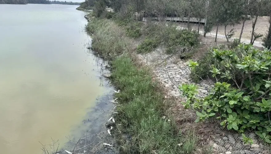 缺活水致水質優養化　口湖椬梧滯洪池上千魚屍曝岸邊