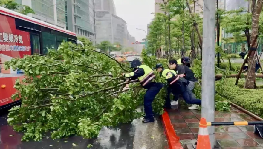 影/北市內科10米高路樹倒塌　尖峰時段擋道出動吊車排除