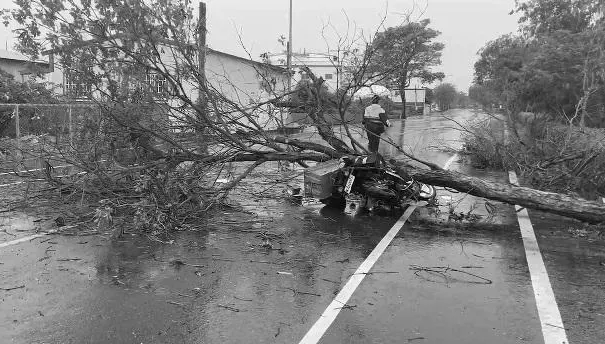 彰化郵差雨天送信被樹砸死！事發經過影像曝　阿姨剛好經過見姪子倒地