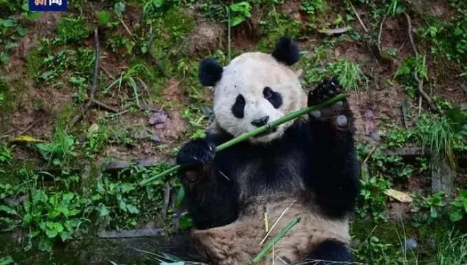 陸「貓熊外交」再啟！雲川與鑫寶將旅美10年　入住加州聖地牙哥動物園