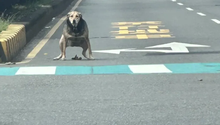 逆向行「屎」！狗狗蹲路口拉黃金　網笑：微罪不能檢舉
