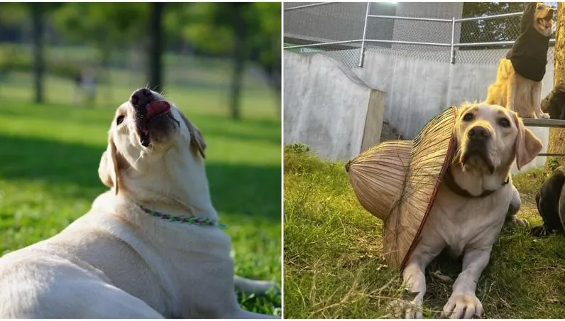 新北5歲搜救犬「木蘭」癌逝　領犬員淚崩：何其有幸與你相遇