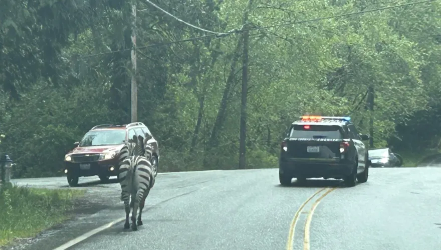 真實版馬達加斯加！4隻斑馬公路上跳車逃亡　目擊者看到傻眼