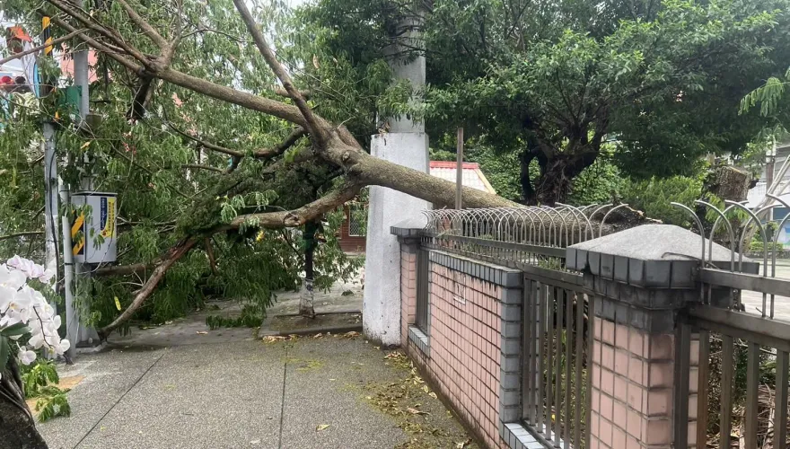 影/暴雨慘況曝光！新北樹林路樹穿牆壓街　險砸中路邊攤販