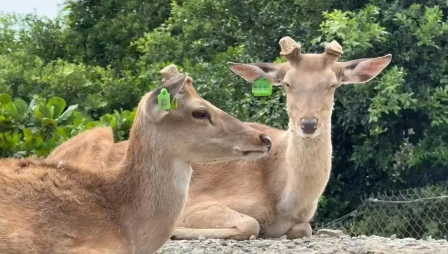 情侶墾丁國家公園撿到鹿角欲帶走　管理處：可罰3千元