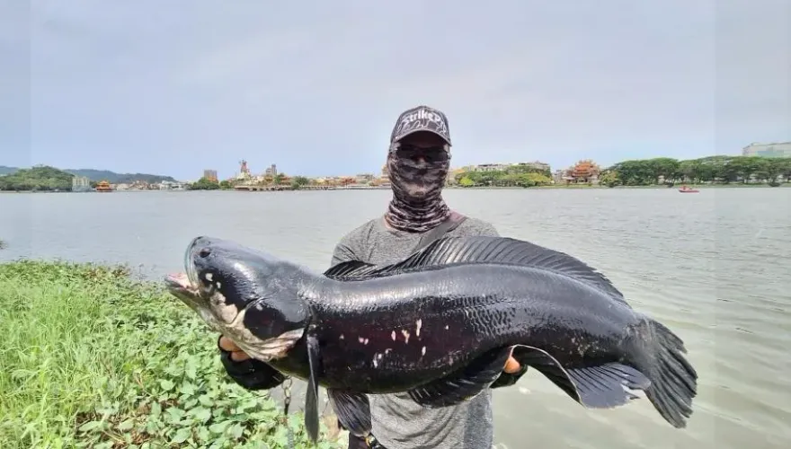 高雄釣到粗壯「生態殺手」！蓮池潭驚見80公分長魚虎　釣客：僵持10多分鐘