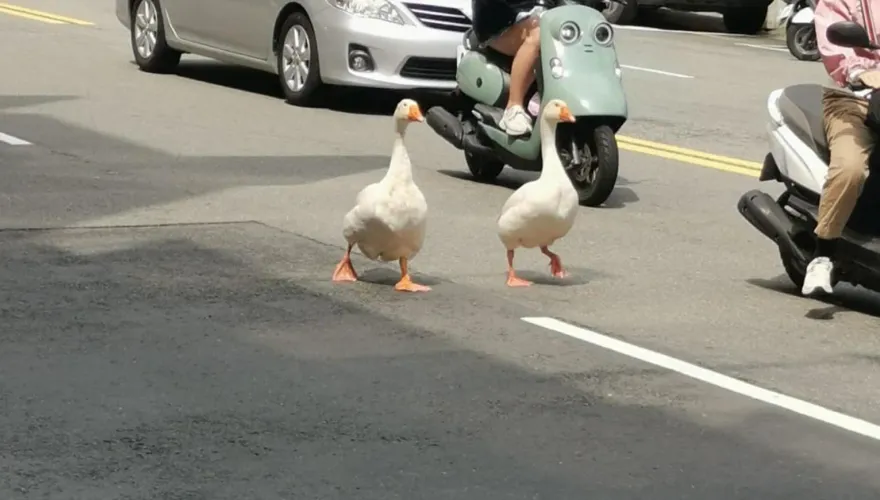 新竹2隻大白鵝「沒牽繩」萌逛大街！路人出手抓鵝　飼主縱容嗆：出車禍我負責