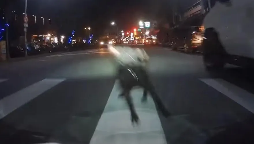 現實版惡靈古堡！黑狗突從車窗跳下　騎士急剎反應速度超神