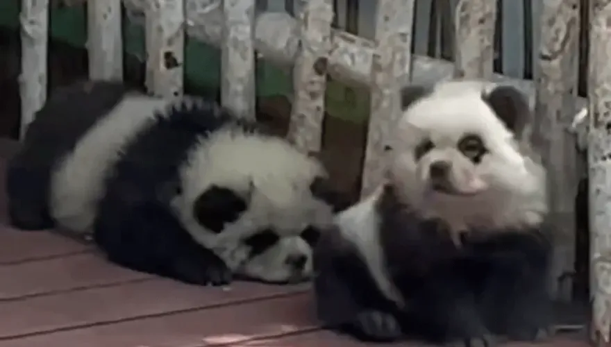 鬆獅犬cosplay貓熊不挨罵反暴紅　動物園曝背後無奈原因